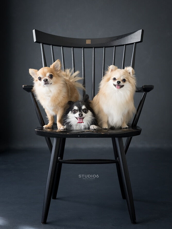 チワワ- Chihuahua -