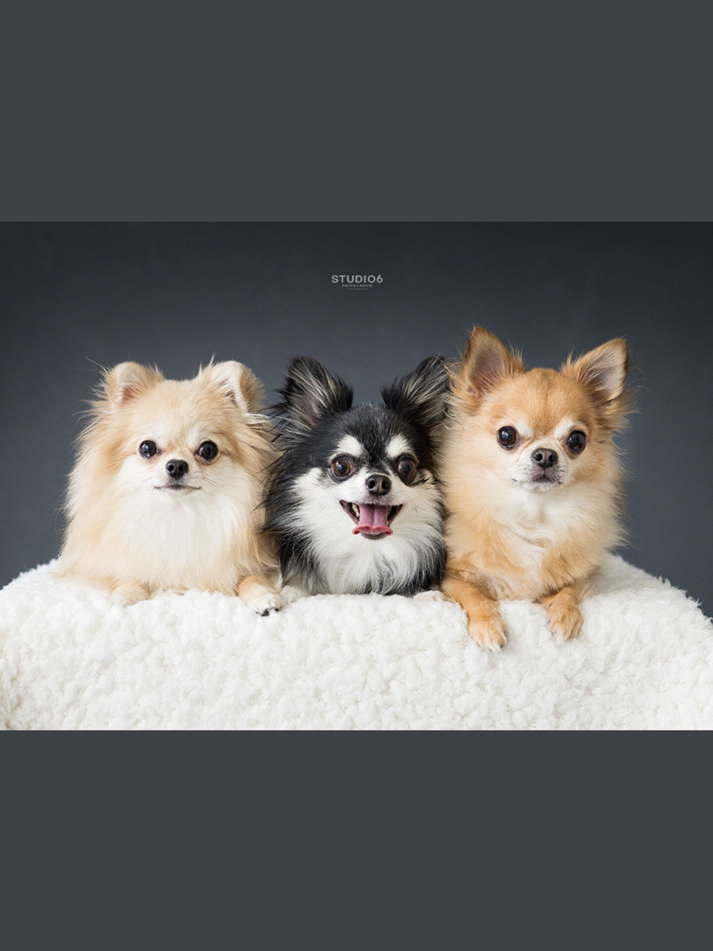 チワワ- Chihuahua -