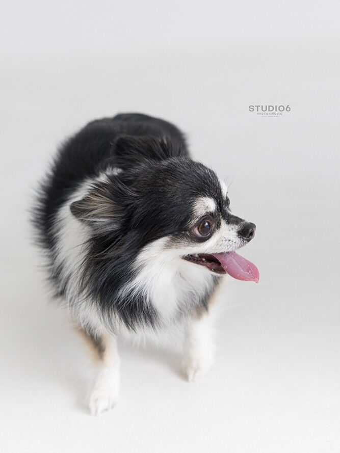 チワワ- Chihuahua -