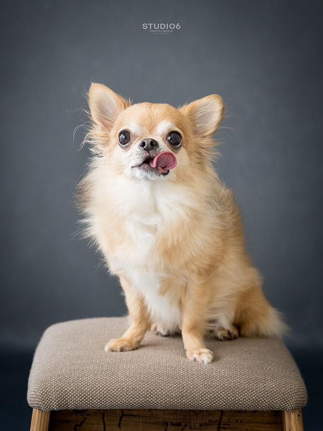 チワワ- Chihuahua -