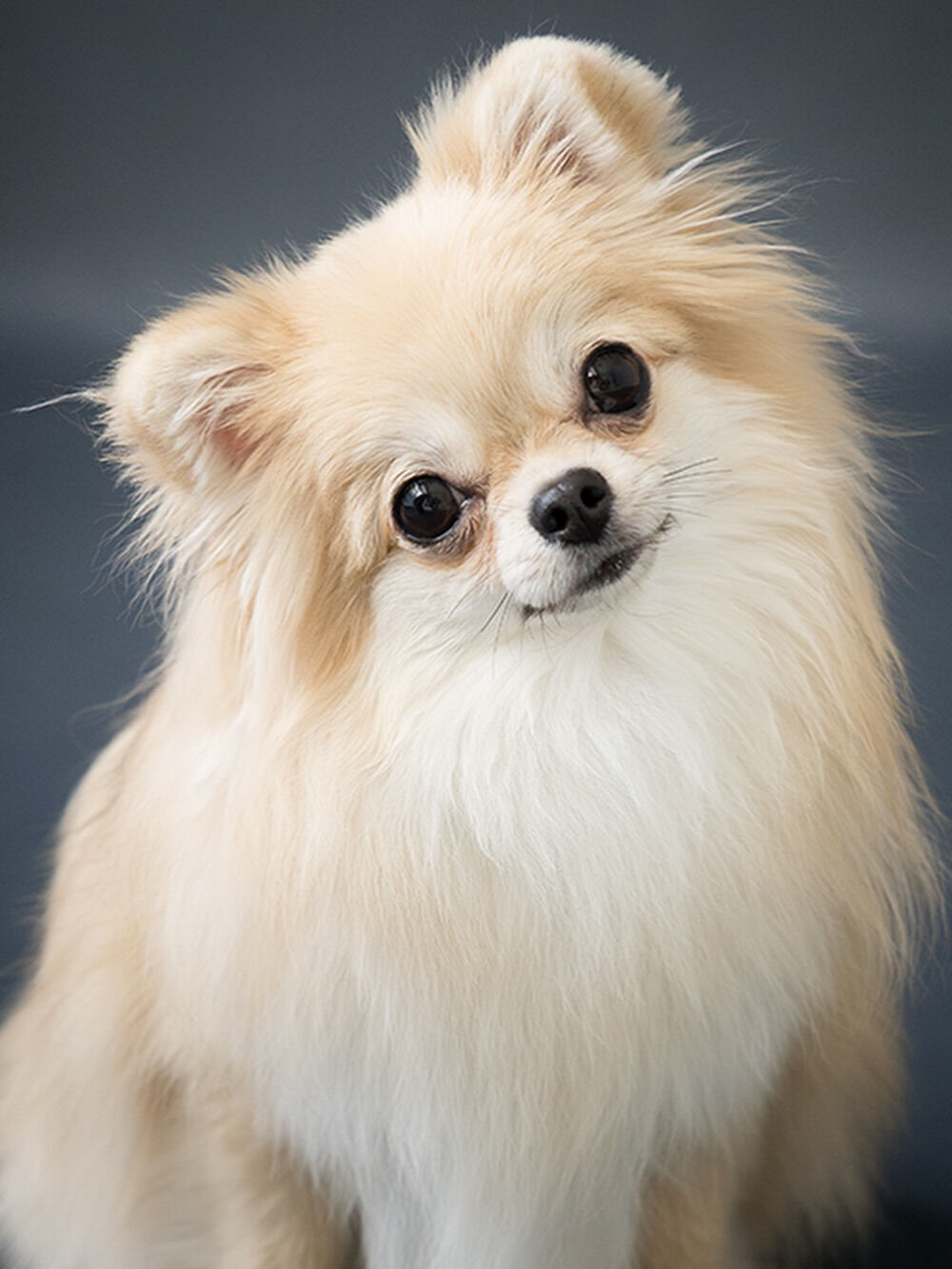 チワワ- Chihuahua -