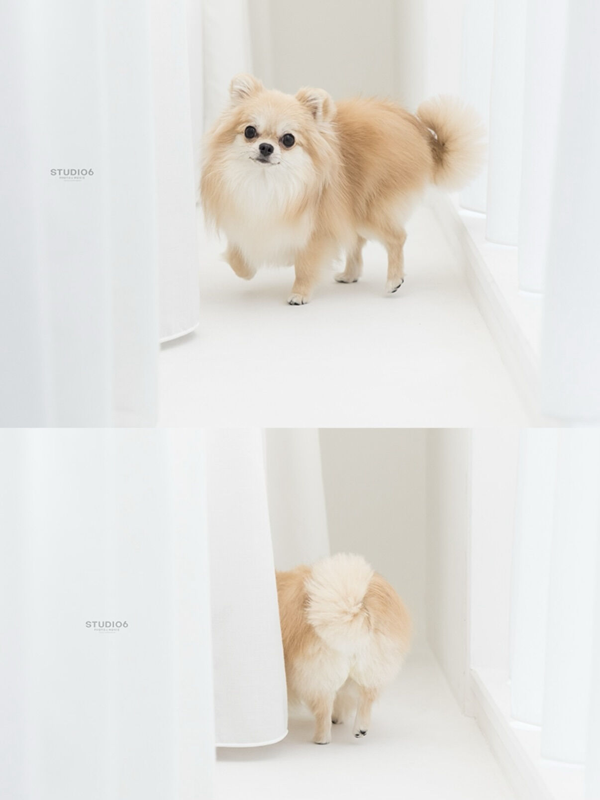 チワワ- Chihuahua -
