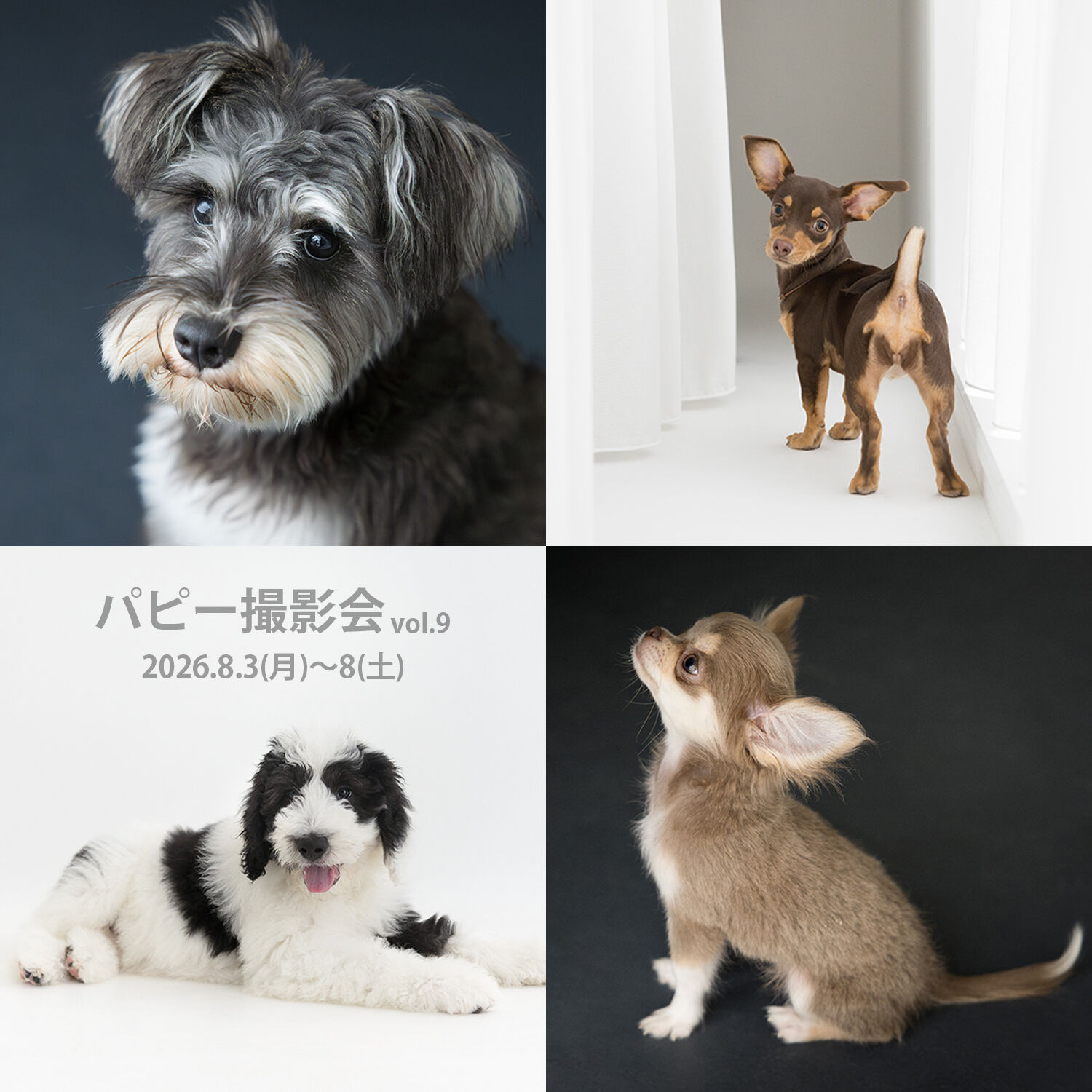 puppy_vol9