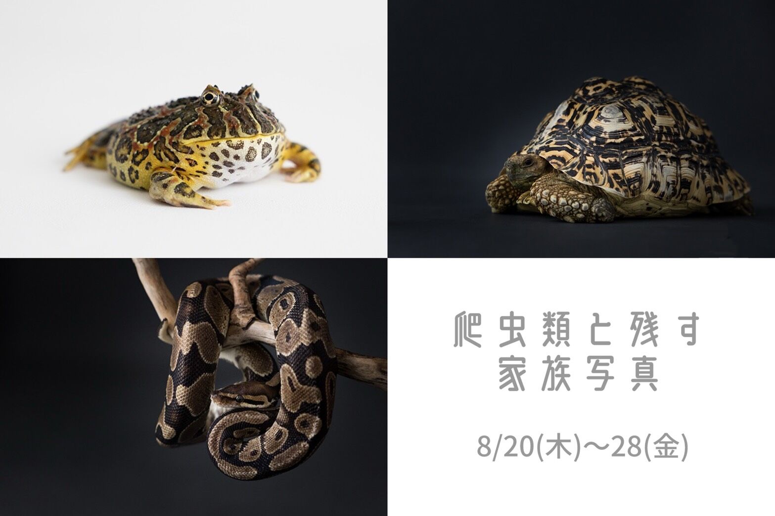 8月の推しわんこ