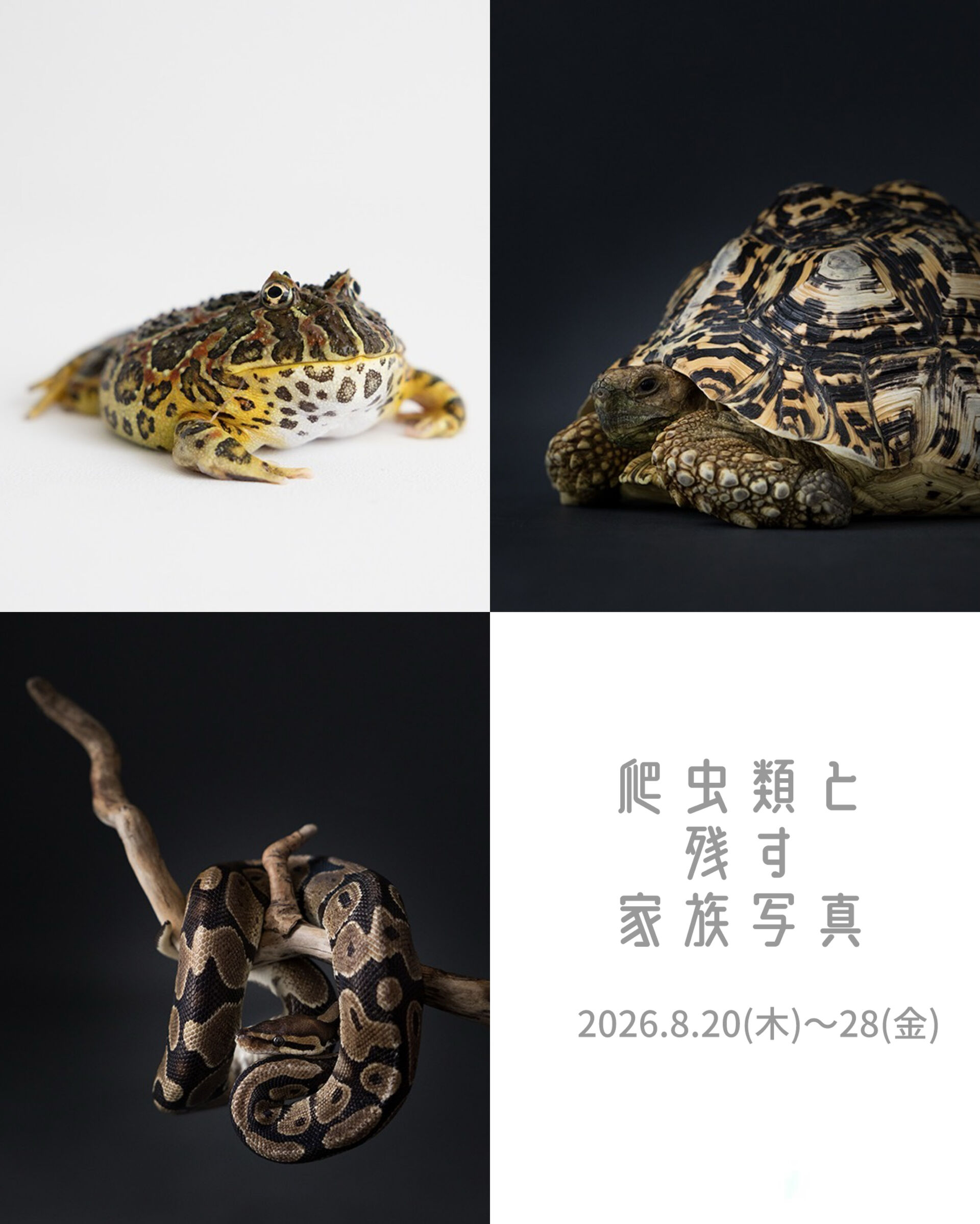 【爬虫類と残す家族写真】