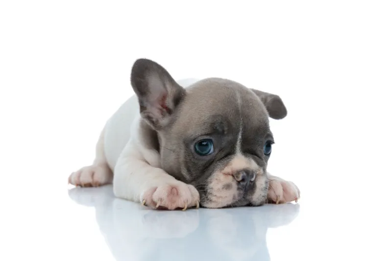 犬