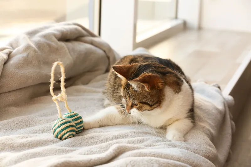 猫
